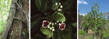 Image result for Crossopetalum mossambicense