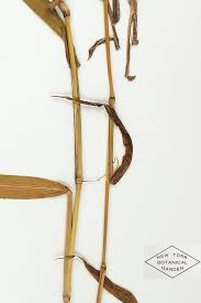 Image result for Sacciolepis rigens