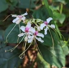 Image result for Clerodendrum umbellatum