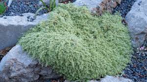 Image result for Cliffortia serpyllifolia