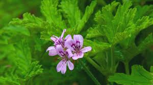Image result for Pelargonium graveolens