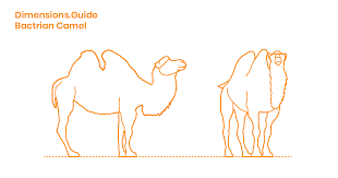 Finding the right solution for outer diameter measurements. Bactrian Camel Dimensions Drawings Dimensions Com