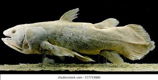 Image result for Coelachyrum