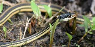 Pest control can only manage small insects. How To Get Rid Of Snakes And Keep Them Away This Old House