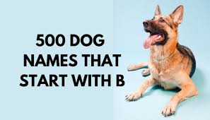 Find out the benefits of b vitamins. 500 Dog Names That Start With B Puppy Leaks