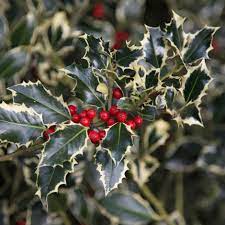 Ilex aquifolium, commonly called english holly, is native to europe, western asia and north africa. Buy Broad Leaved Silver Holly Female Ilex Aquifolium Argentea Marginata Delivery By Waitrose Garden