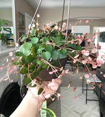 This tropical perennial is also commonly known as ruby peperomia, ruby glow, or the ruby cascade. I Can T Believe How Quickly This Peperomia Ruby Cascade Has Grown It S A Very Fast Grower Sending Everyone Hanging Plants House Plants Indoor Inside Plants