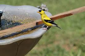 You could place a bird bath in your garden or even putting a bowl of water out will suffice. How To Attract Finches To Your Yard With Feeders Flowers And More
