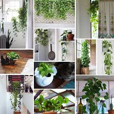 A pothos plant is an evergreen plant that is commonly grown indoors, although it can survive outdoors. Pothos Plant Care Your Complete Guide