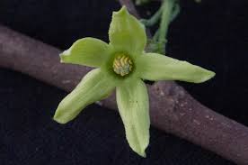 Image result for Trochomeria debilis