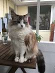 Ragdoll cross cats for sale - May 2020 - NewsNow