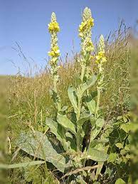 Mullein Tea An Amazing Herbal Remedy For Many Ailments Mullein Tea Medicinal Plants Herbalism