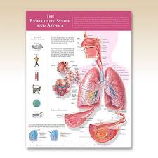 Pulmonology The Respiratory System And Asthma Poster Shows Respiratory System And Compares Cross Section Of Normal Bron Asthma Respiratory System Respiratory
