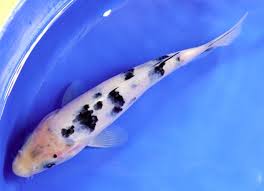 Ikan koi merupakan homofon atau dengan kata lain yang bermakna kasih sayang atau cinta. 54 Jenis Ikan Koi Harga Gambar Dan Penjelasan Lengkapnya