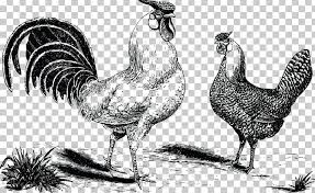 Check spelling or type a new query. Hamburg Chicken Rooster Fowl Kifaranga Png Clipart Bird Black And White Chicken Drawing Etsy Free Png