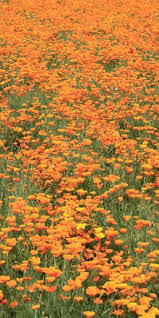 Consider visiting the half moon bay area. I Love Spring Buttercup Flowers Can You See Laying In This And Watching The Clouds Orange Meadow California Poppy Poppies Nature Plants