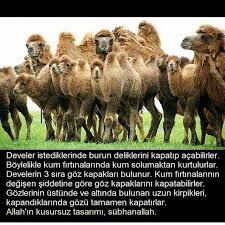 Instagram Gercekler Hayvanlar Hayvan