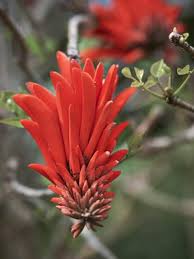 Flowering trees provide shade in the warm months and most drop their leaves in the fall. Fruit Flower Trees Habitat Mature Big Tree Nursery Near Cape Town