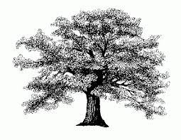 Amazing Pictures Images Of Oak Tree Drawing Oak Tree Drawings White Oak Tree Tree Drawing
