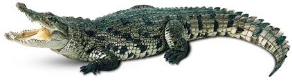 Image result for crocodile