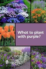 Purple blouse a purple blouse can create a real statement with a simple pair of black or white pants, or a pair of jeans. What To Plant With Purple Flowers Pretty Purple Door