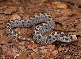 Image result for Rhodopentas