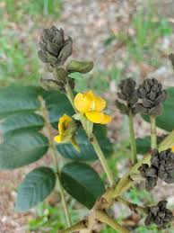 Image result for Centrolobium robustum