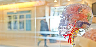 Biomedical engineering or bme students are high in demand now and only continue to improve as time goes. The Best Biomedical Engineering Schools 40 Schools For Stem Transizion