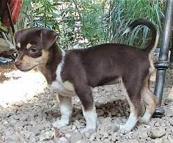 Enter your email address to receive alerts when we have new listings available for short hair chihuahua puppies for sale. Short Haired Chihuahua Puppies For Sale Off 59 Www Usushimd Com