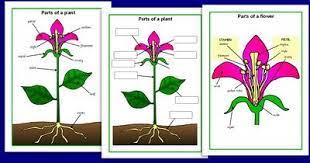 Simple Diagram Of A Plant For Kids Parts Of A Plant Plants Planting For Kids