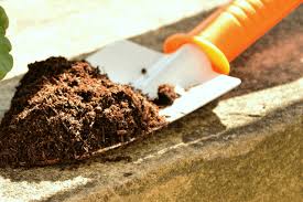 Cuidados y consejos para cultivar suculentas | atípicas suculentas. Tierra Para Plantas Como Preparar Tierra Para Cactus Cactus Y Suculentas Suculentas Cactus
