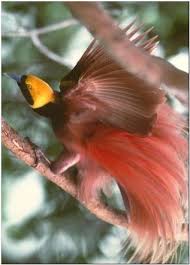 Png Bird Of Paradise Images Wokabaut Png Birds Of Paradise Beautiful Birds Pet Birds
