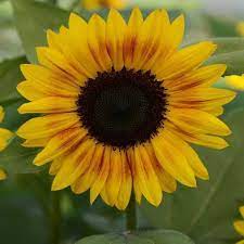 Jung Seed Annual Plants Flower Seeds Fast Growing Plants
