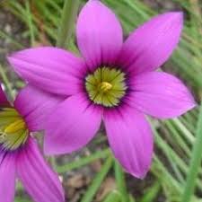 Image result for Romulea camerooniana