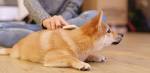 Shedding in a Shiba Inu - Pets