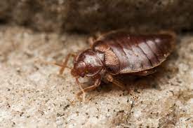 Eliminating cockroaches from offices and establishments is not easy but our cockroach removal services make it seem a cinch. 2 Methods Pest Control Companies Use To Eliminate Bed Bugs