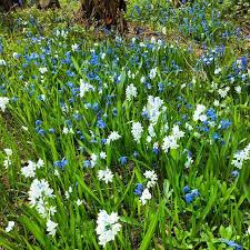 Blaue Fruhlingsbluher Puschkinia Scilloides Und Scilla Siberica Pflanzzeit Im Herbst Las Blumenzwiebeln Fall Plants Front Yard Garden Planting Flowers