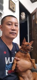 Meet puti my 14th month old minipin from Lucena City..