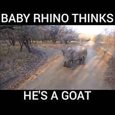 Baby Rhino Thinks He S A Goat Video Cute Baby Animals Cute Animals Animal Memes