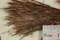 Image result for Andropogon festuciformis