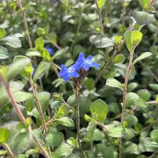 Image result for Ceratostigma griffithii