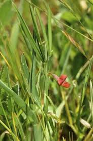 Image result for Lathyrus sphaericus