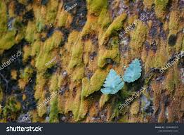 Image result for Doryopteris concolor
