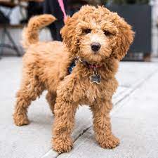 Rory Miniature Goldendoodle 3 M O Kenmare Cute Animals Cute Dogs Goldendoodle