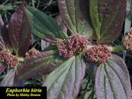 Image result for Euphorbia hirta