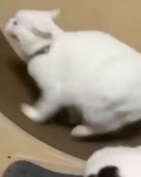 Spor Yaparken Ben Djdjdjj Via Hayvanizmm Kedi Kediler Kedicikler Kedim Kediaski Kediseverler Kedigiller 2020 Kedi Kedicik Spor