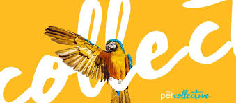 Look for software that integrates your group's page into other devices like mobile devices. The Pet Collective Home Facebook