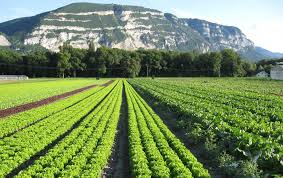 Maraichers A Saint Julien En Genevois 74160 Legumes En Vente Directe Producteur