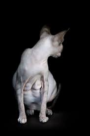 Hairless cat, 12, whose had both eyes removed after suffering ulcers is happy and healthy despite his unusual looks and should live for another 11 years, his owner jasper, who was a rescue, seemed healthy at the time, with episodic flare ups of the feline herpes virus, which made his eyes runny. Sphynx Cats Alicia Rius Photography Dog Cat Photograpghy Commercial Editorial