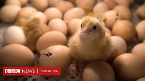 Download now kemungkinan telur menetas dalam mesin penetas dinimon com. Enam Hingga Tujuh Juta Anak Ayam Jantan Dihancurkan Hidup Hidup Setiap Tahun Bbc News Indonesia